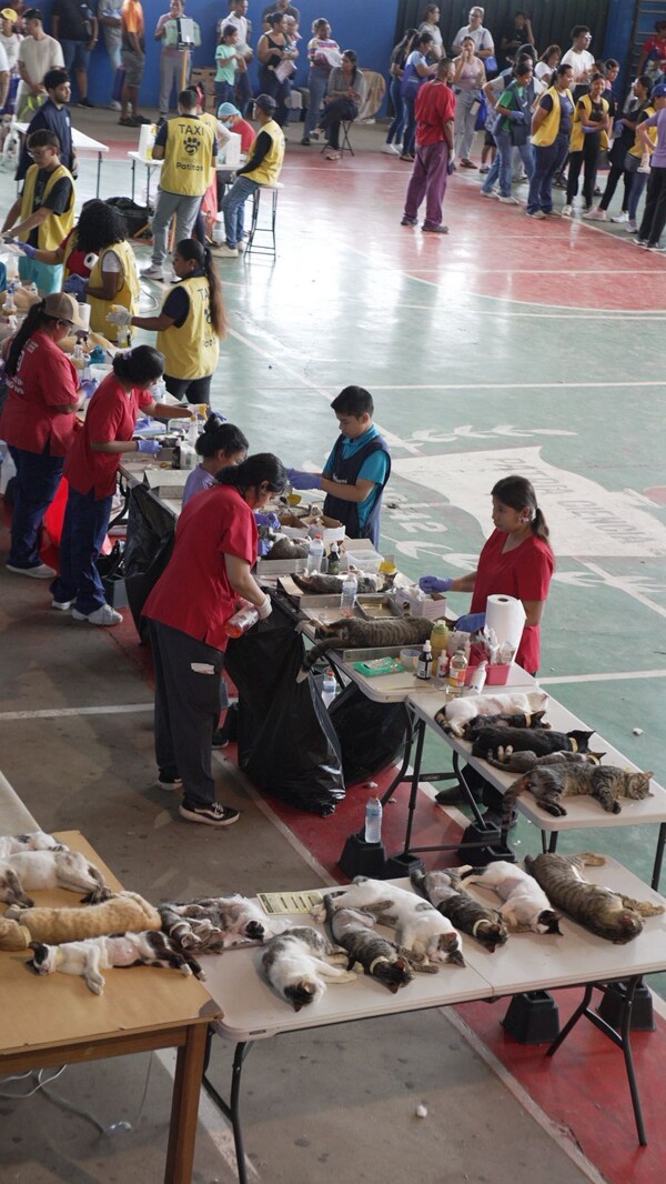 «Misión Patitas» surpasses 2,000 pet sterilizations in Coclé