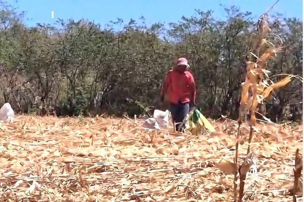 Rising Costs and Debts Hit Corn Producers in Los Santos