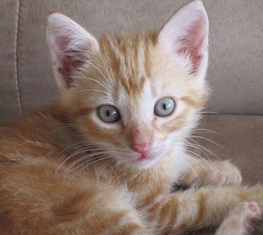 将您在巴拿马的旧物品捐赠给博克特的猫咪