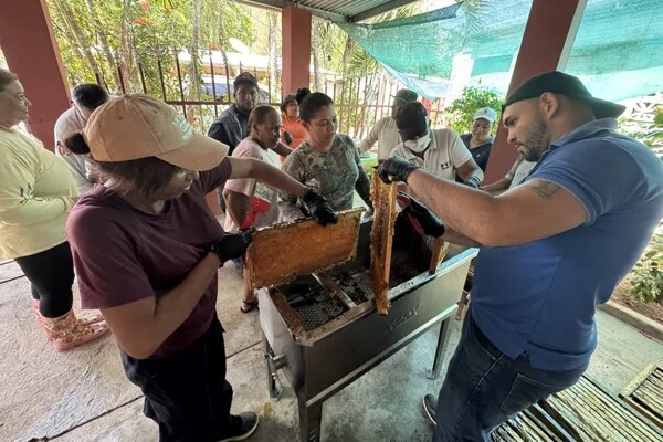 Panama’s First Harvest of ‘Mangrove Honey’ is Collected