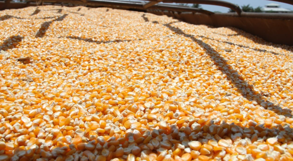 Укрепление стратегий для повышения производства кукурузы