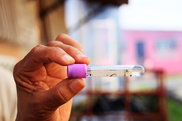 巴拿马发烧和流感病例增加