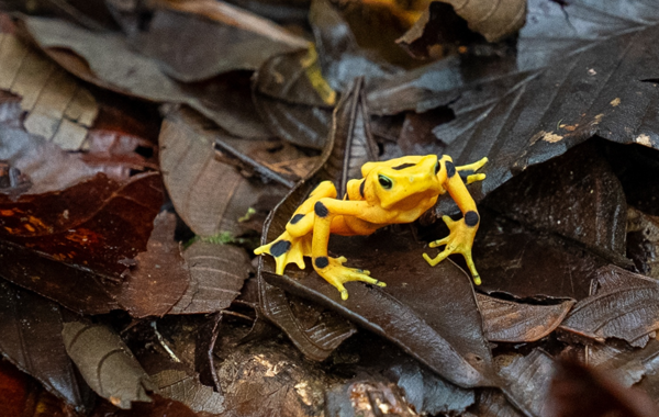 巴拿马金蛙重返自然
