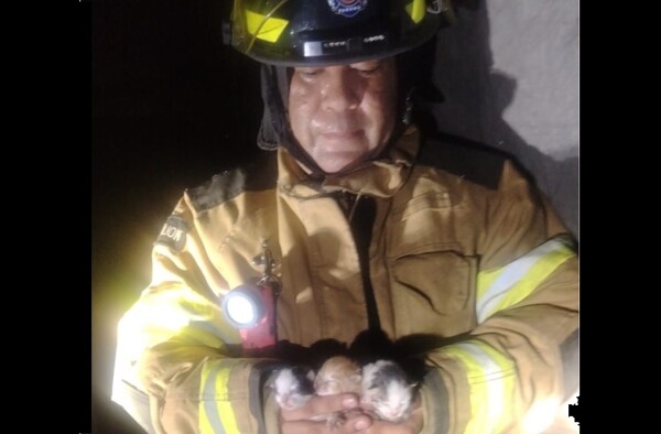 Firefighters Rescue 3 Kittens from Fire