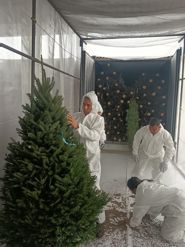 Запах сосны: 17 тысяч ёлок прибыли, чтобы разжечь рождественский дух