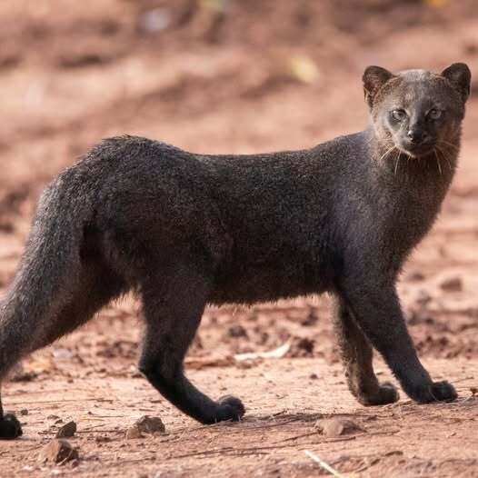 Recovering Well after Surgery in Herrera is a Rescued Jaguarundi