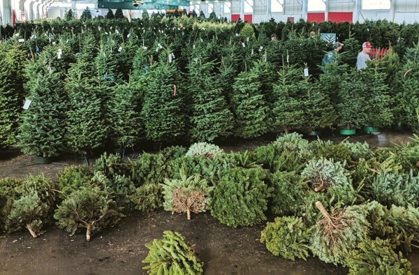 Panama City Announces 2026 Tree Collection