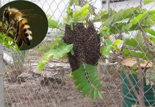 Over 7,000 Emergencies with Africanized Bees in Panama