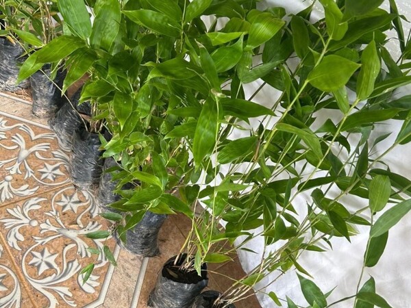 Panama Moves to Recognize Bamboo as a New Agricultural Crop