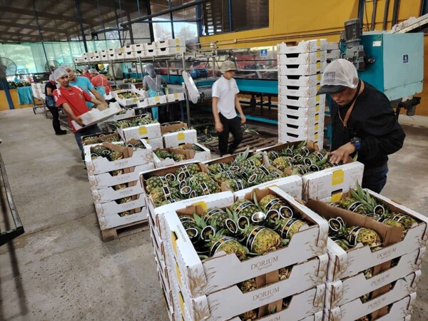 MIDA Guarantees Safety of Panamanian Pineapples