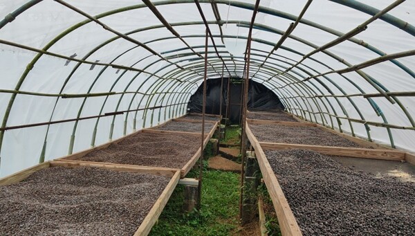 Panamanian Coffee Producers Exchange Robusta Clones