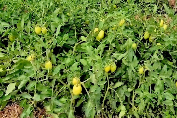 Fuel Price Increase Threatens Panama's Food Security