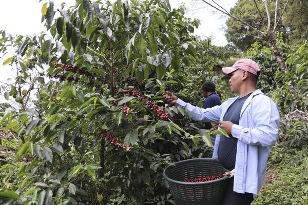 The Indigenous Hands Behind Panama's Coffee Industry