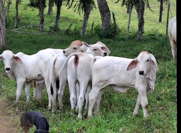 Progress in Genetic Improvement of Cattle in Colón Province