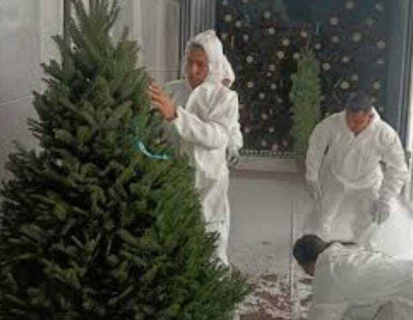 Panama Prepares for Christmas: 38,000 Trees Already in the Country