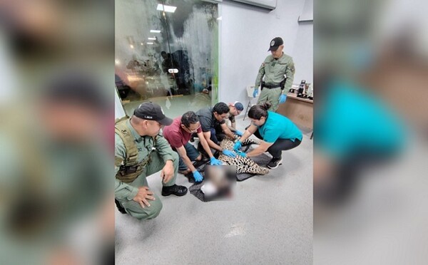 Jaguar run over on Panama-Colón highway dies from injuries