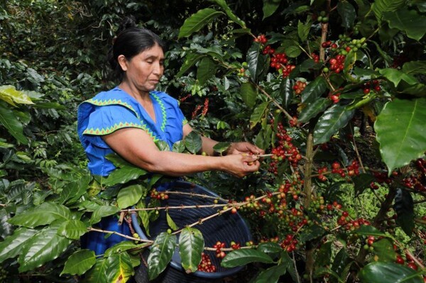 “机会网络”计划在巴拿马的农村地区促进可持续创业