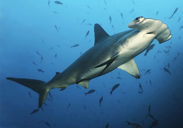 Panama Implements Historic Shark Export Ban