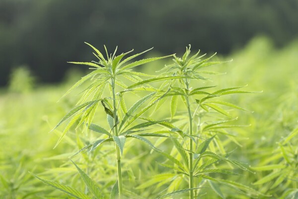 Decoding the Molecular Differences in Modern Hemp Varieties