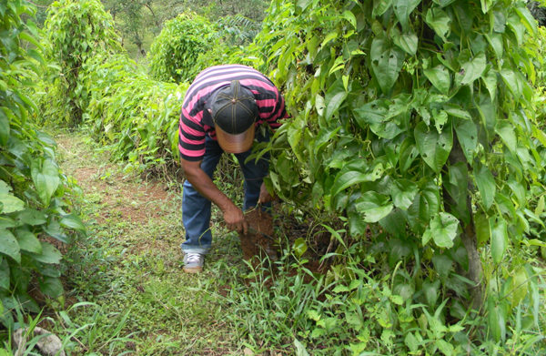 Законопроект о создании агропромышленного центра в Панаме