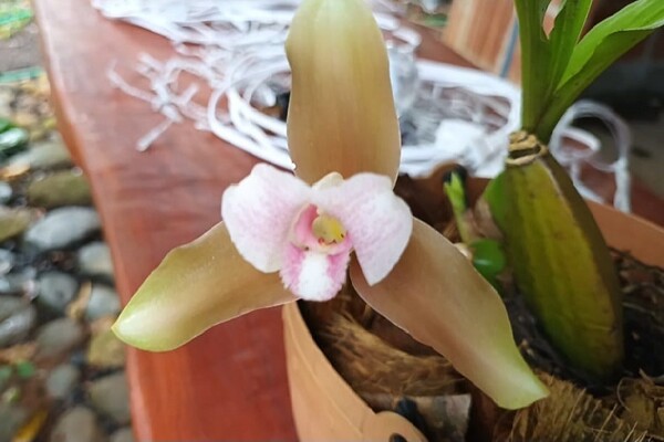 圣费埃保存着世界上最小的兰花之一