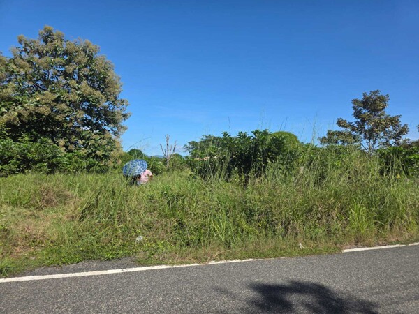 Former Deputy Frustrates Fiscal Inspection by Allowing Weeds to Grow on His Land