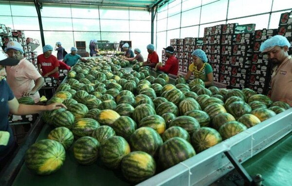 More than 700 Containers of Watermelon and Melon are Being Exported from Panama to Europe