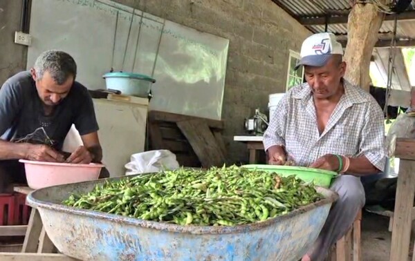Herrera Guandú Producers Ready for Sales