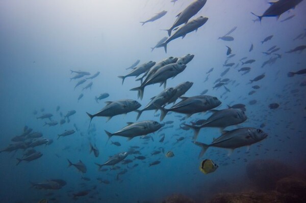巴拿马《公海条约》生效，巩固环境领导地位