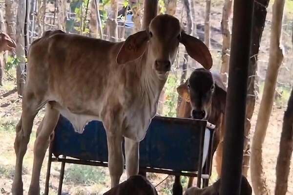 Los Santos Farmers Concerned Over Intense Dry Season