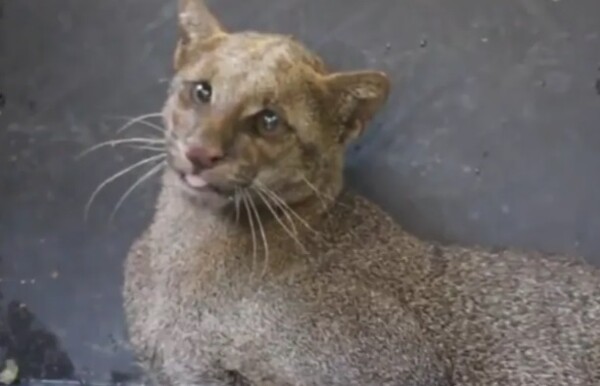 巴拿马：救援道路上的细腰猫