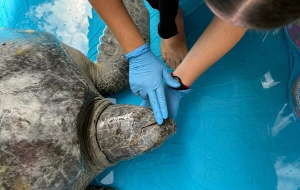 Panama Green Turtle with Head Laceration Rescued in Taboga