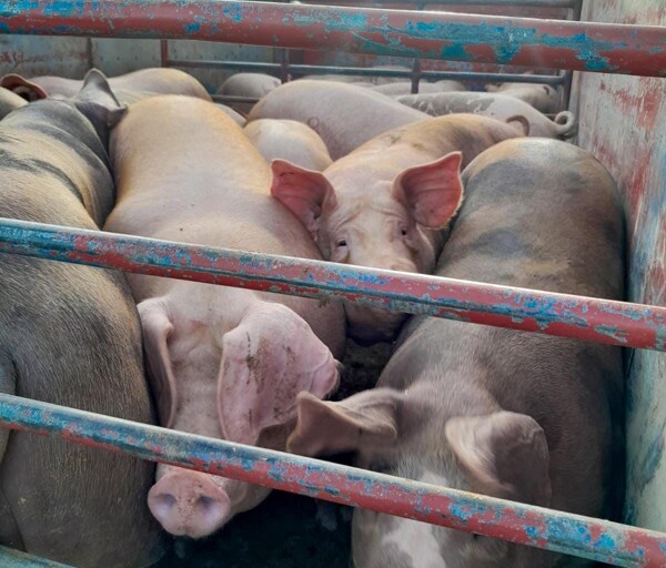 巴拿马养猪业受进口威胁