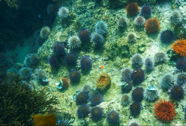 High Seas Treaty in Force in January to Monitor Areas Beyond National Jurisdiction