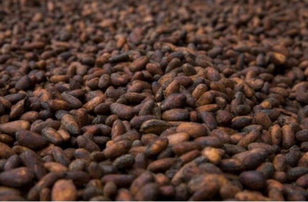 The Future of Regional Cocoa Debated in Panama