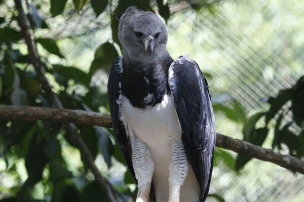 Panama Advances in Harpy Eagle Protection