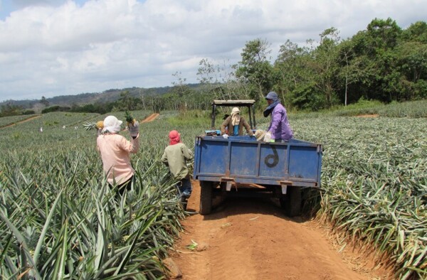 Pineapple producers ask for alternatives after pesticide ban