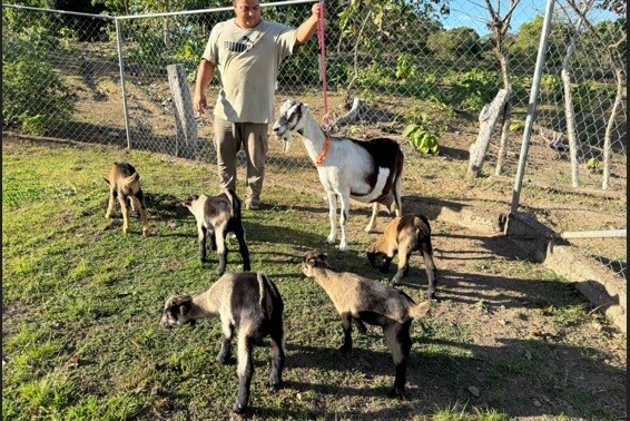 Una cabra parió cinco cabritos en Santiago de Veraguas