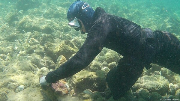 Scientists Study Venomous Snails in Coiba