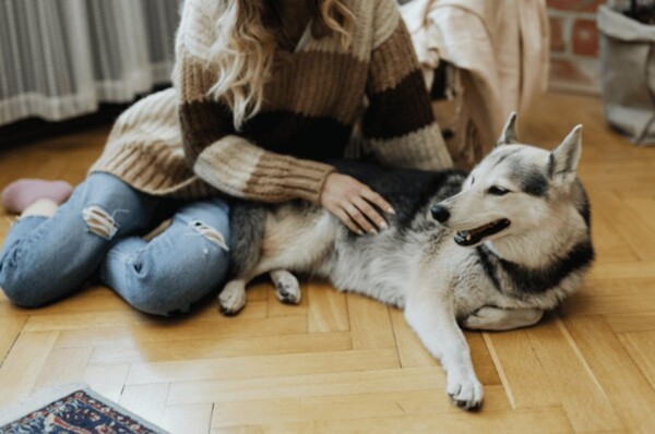 Are Dog Supplements Necessary? What Vets Are Saying in 2026