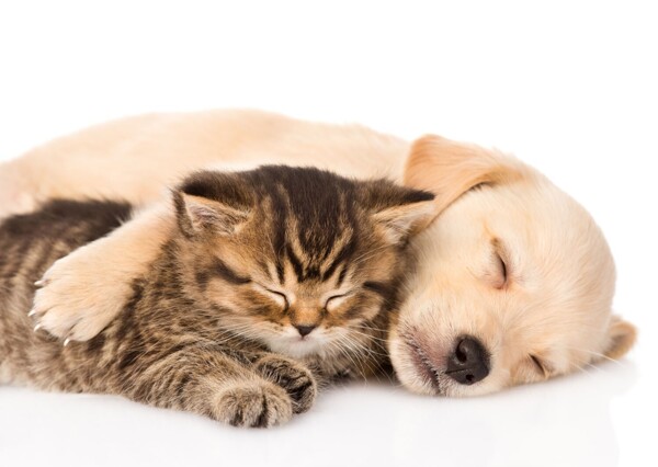 Keeping Pets Healthy With Quality Veterinary Care