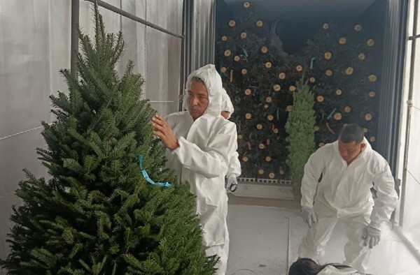 В Панаму прибыли первые рождественские ёлки из Канады и США