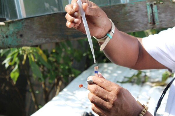 В Панаме зарегистрировано более 13 тысяч случаев денге