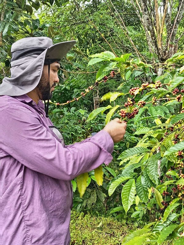 IDIAP begins coffee harvest in Panama