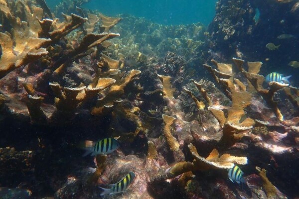 Pastos marinos: Ecosistemas estratégicos para la biodiversidad y la seguridad costera