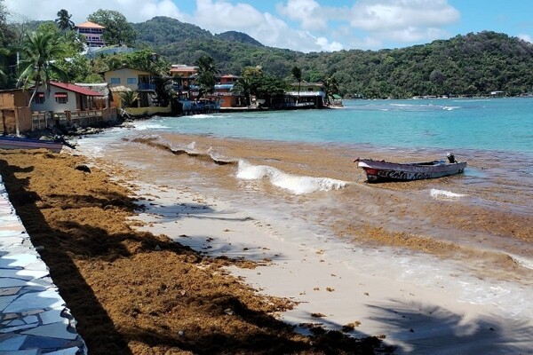 Massive Sargassum Arrival Threatens Panama's Coastline