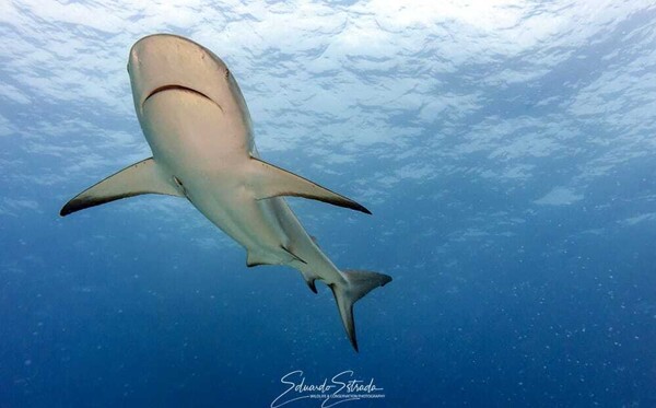 Panama Implements Complete Ban on Shark and Ray Exports