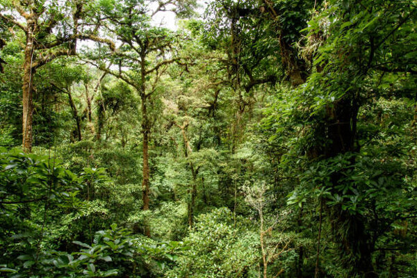 In the Face of Drought: Trees in Panama's Tropical Rain Forests are Growing Longer Roots